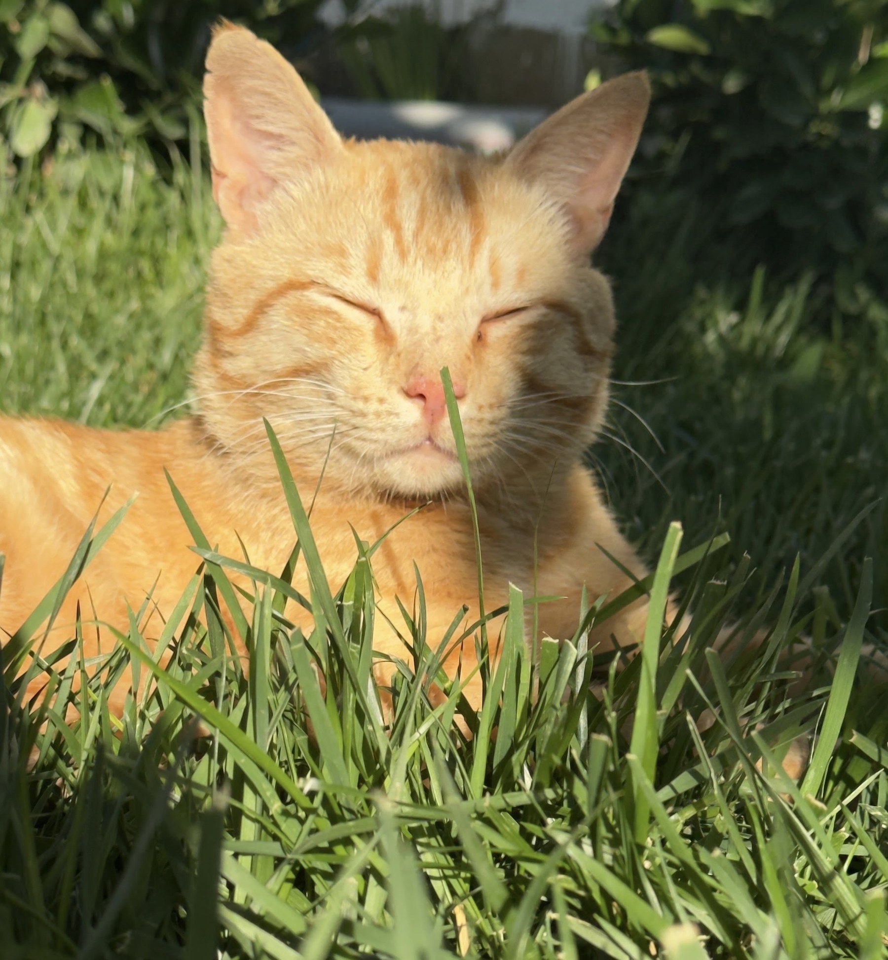 Orange Baku cat