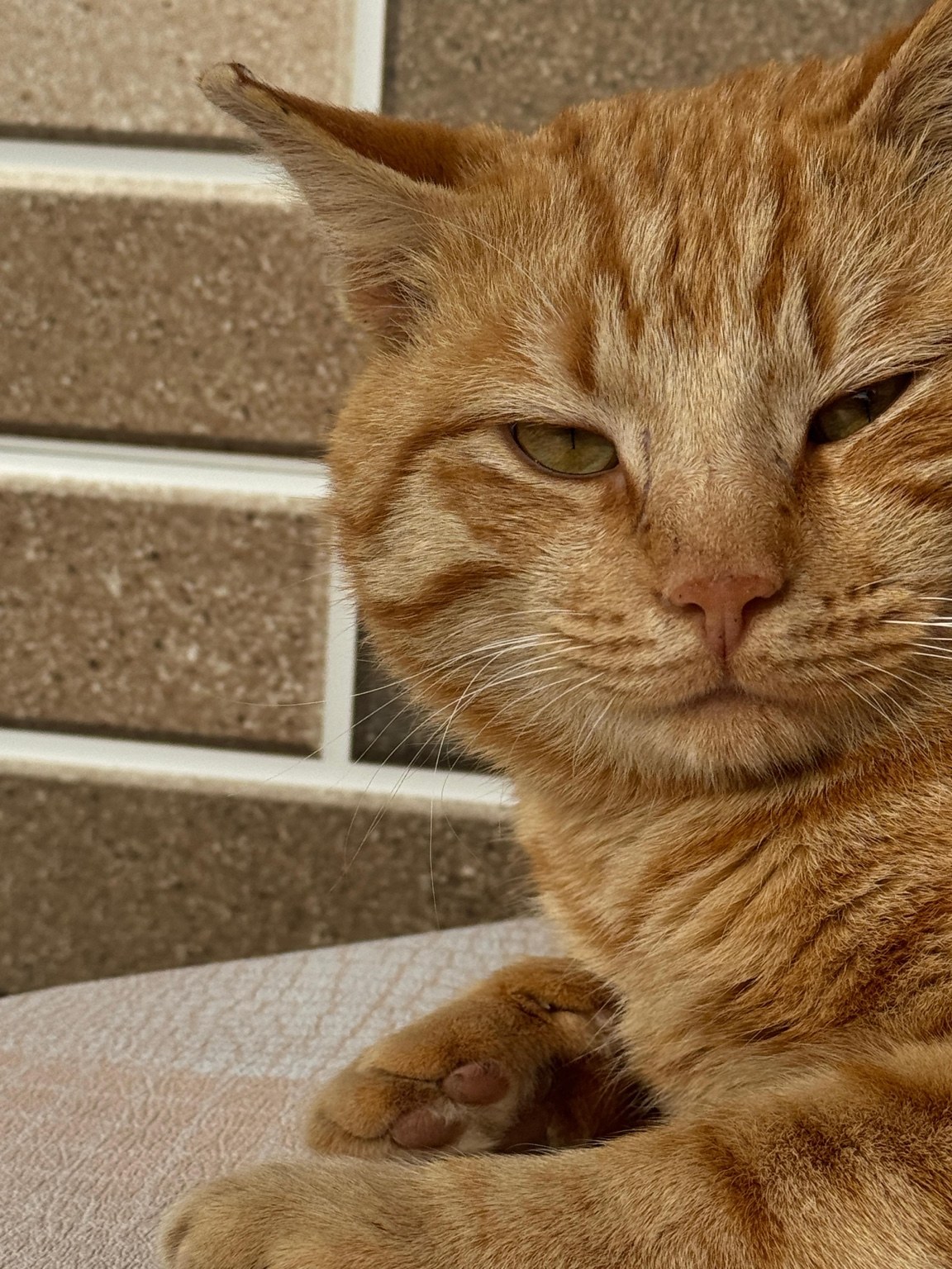 Ginger cat from Baku